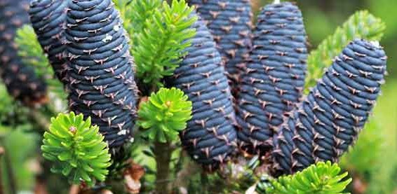 Пихта корейская